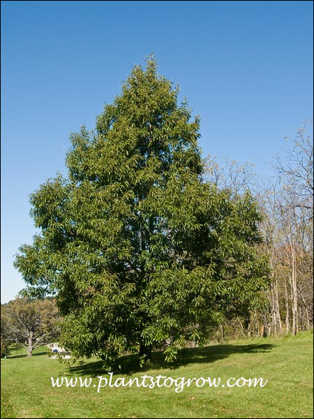 Chinkapin Oak (Quercus muehlenbergii)